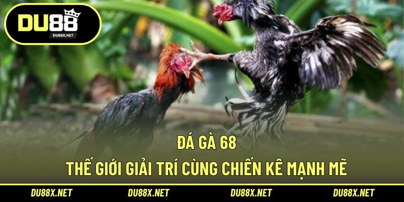 Đá Gà 68 – Thế Giới Giải Trí Cùng Chiến Kê Mạnh Mẽ