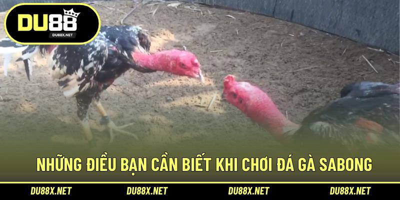 Những điều bạn cần biết khi chơi đá gà Sabong