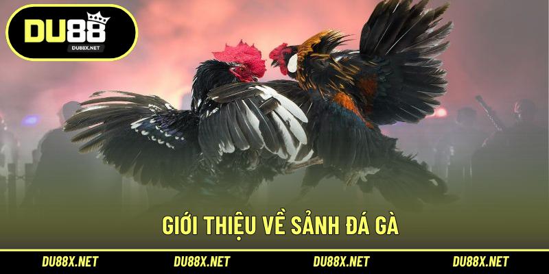 Giới thiệu về sảnh đá gà